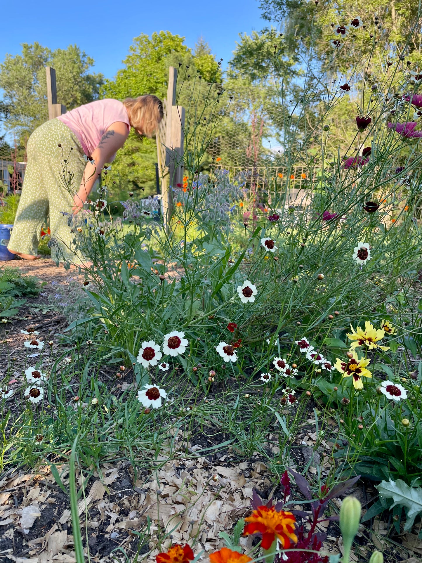 Magic of Plant Dye- sock dye with MIDYER 10/26 11-1pm