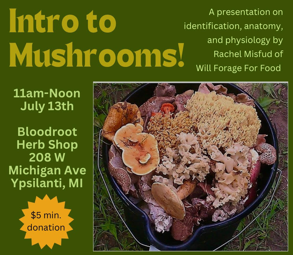 Intro to Mushrooms with Rachel | July 13th