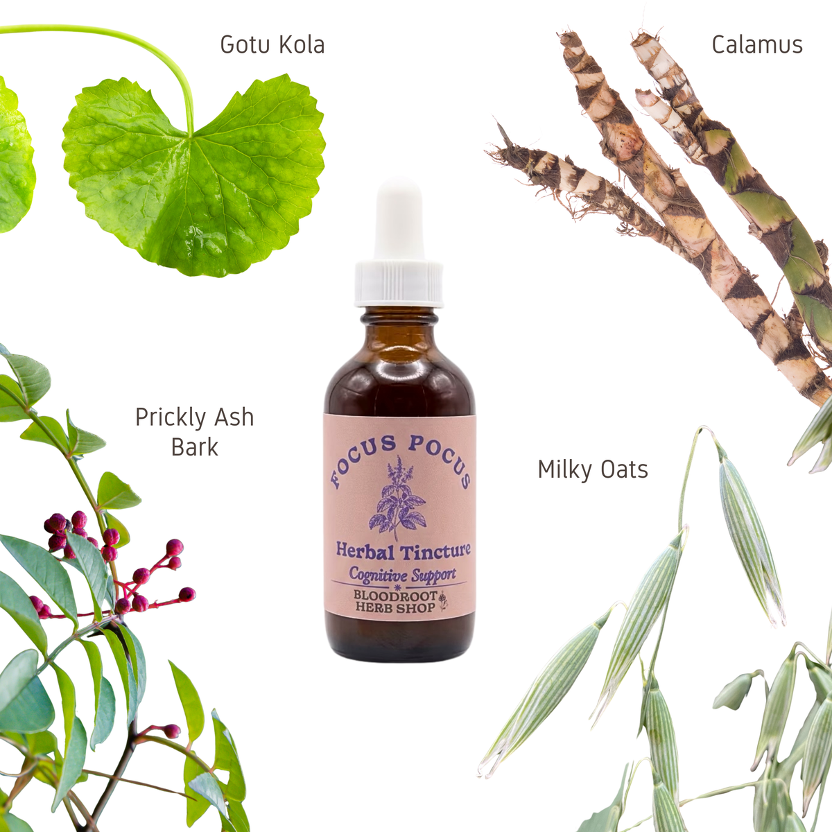 Focus Pocus  | Herbal Tincture for Mental Clarity & Cognitive Support
