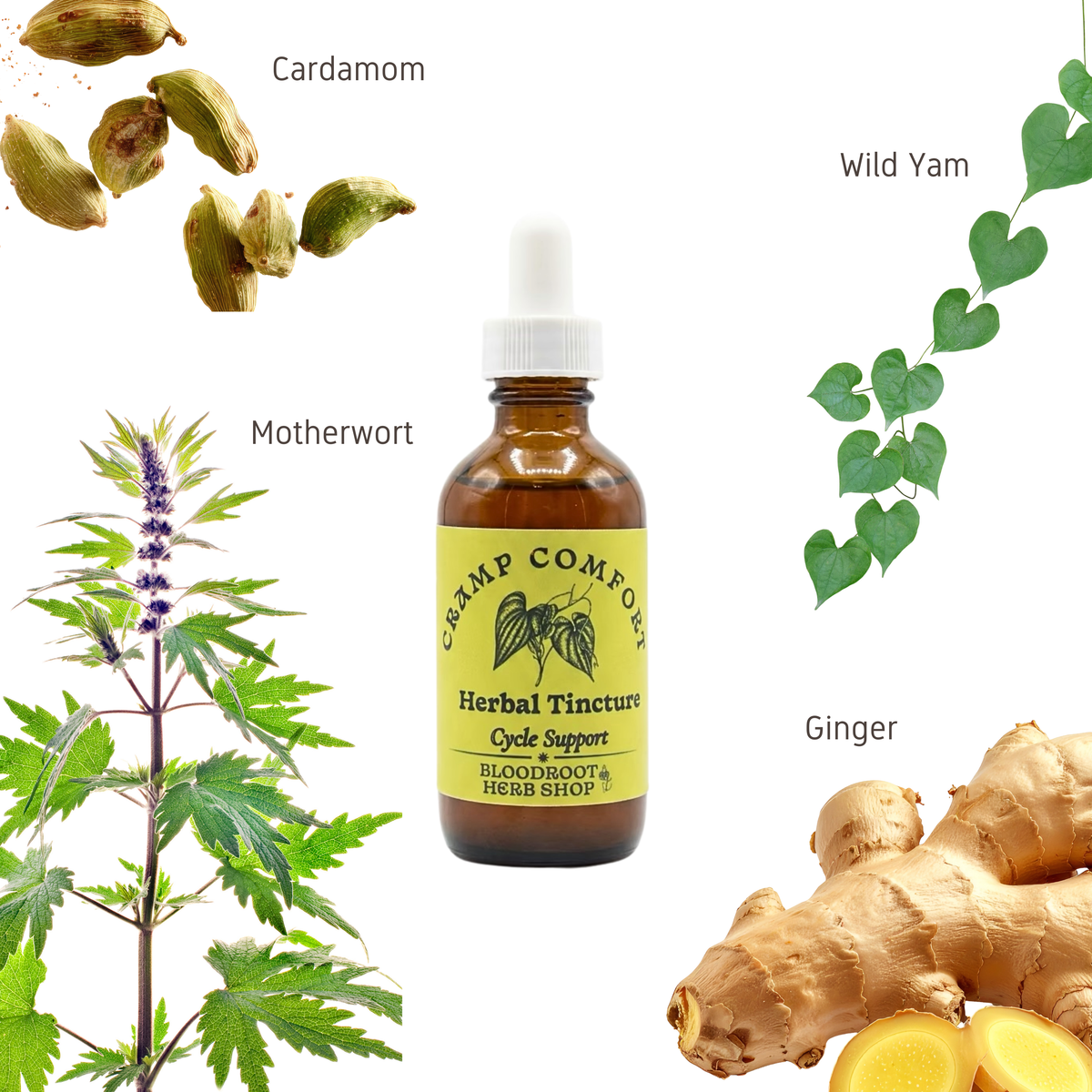 Cramp Comfort | Herbal Tincture for Menstrual Cramp Relief & Bloating