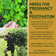 Herbs for Pregnancy and Postpartum